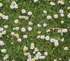 Bellis perennis