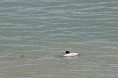 Cephalorhynchus hectori