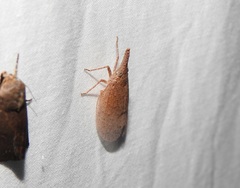 Rentinus dilatatus