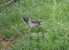 Junco hyemalis