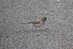 Junco hyemalis
