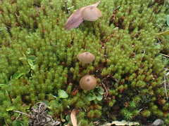 Entoloma aromaticum