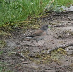 Junco hyemalis