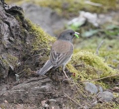 Junco hyemalis