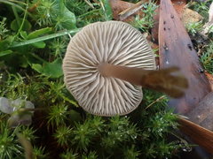 Entoloma aromaticum