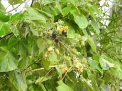 Abutilon auritum