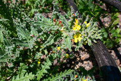 Camissoniopsis hirtella