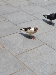 Columba livia domestica