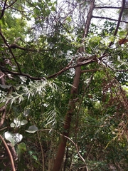 Calocedrus formosana