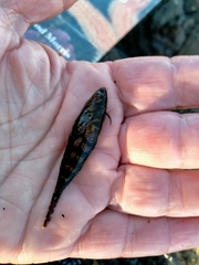 Notoclinus compressus