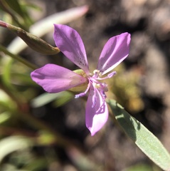 Clarkia modesta
