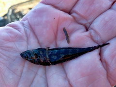 Notoclinus compressus