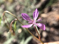 Clarkia modesta