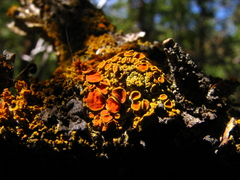 Xanthomendoza montana