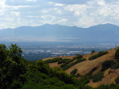 Xanthomendoza montana