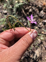 Clarkia modesta