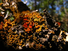 Xanthomendoza montana