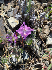 Clarkia breweri