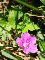 Geranium nepalense thunbergii