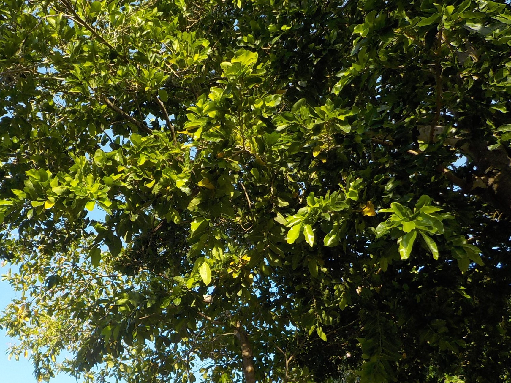 Brosimum alicastrum Sw.