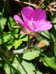 Geranium nepalense thunbergii