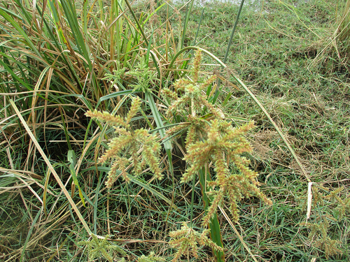 Cyperus alopecuroides image