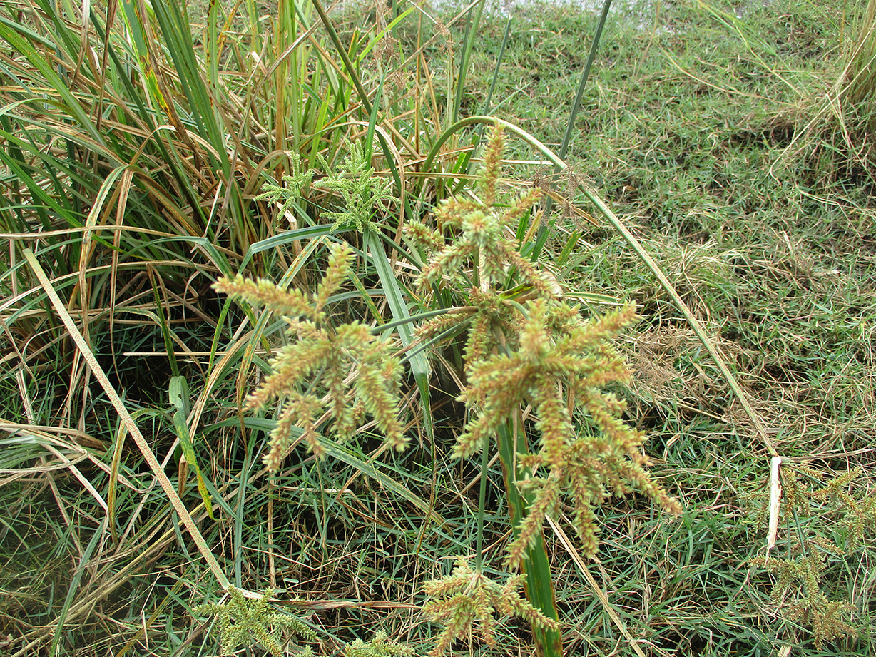 Cyperus alopecuroides