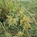 Cyperus alopecuroides - Photo 由 Botswanabugs 所上傳的 不保留任何權利