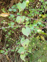 Muehlenbeckia australis