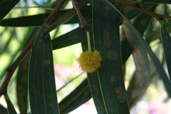 Acacia retinodes