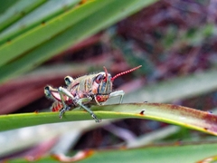 Agesander ruficornis
