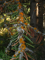 Xanthomendoza montana