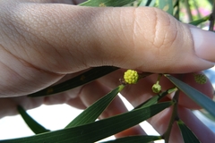 Acacia retinodes