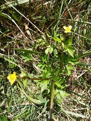 Ranunculus cantoniensis