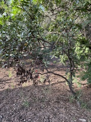 Comarostaphylis diversifolia