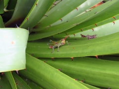 Agesander ruficornis