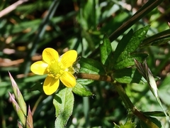Ranunculus cantoniensis