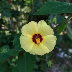 Pavonia sidifolia