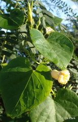 Ipomoea ochracea