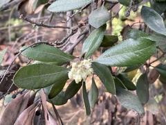 Comarostaphylis diversifolia