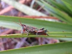 Agesander ruficornis