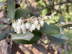 Comarostaphylis diversifolia