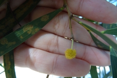 Acacia retinodes