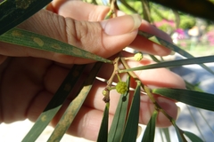 Acacia retinodes
