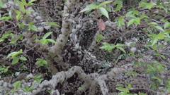 Plinia cauliflora