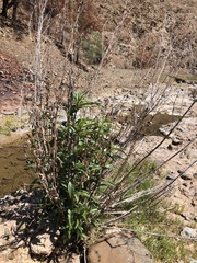 Helianthus californicus