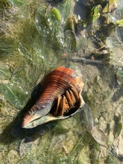 Clibanarius infraspinatus