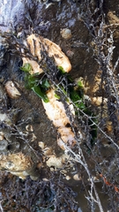 Eupentacta quinquesemita