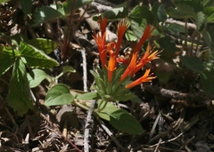 Monardella macrantha hallii
