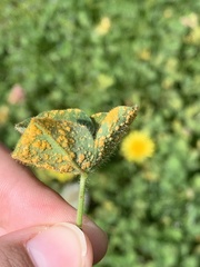 Puccinia lagenophorae